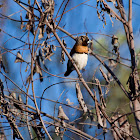 Chestnut-breasted Mannikin