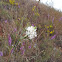 White Gaura