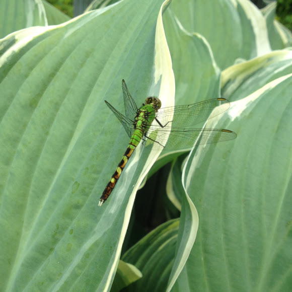 Spotting Image 1