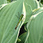 Eastern Pondhawk (Female)