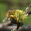 European honey bee