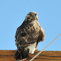 Rough-Legged Hawk