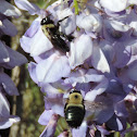 Eastern Carpenter Bees