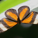 Vitula Metalmark