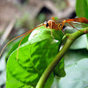 Ichneumon Wasp