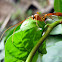 Ichneumon Wasp