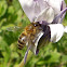 Abeja