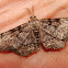 One-spotted Variant