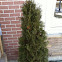 Cedar tree