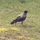 Unnamed spotting