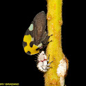 Treehopper
