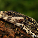 Spiny-neck Water Monitor