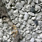 Philippine Milk termites