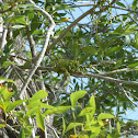 Mexican Ash
