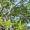 Mexican Ash