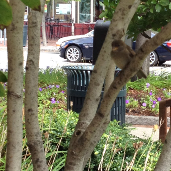 Spotting Image 1