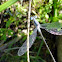 Spreadwing Damselfly