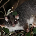 Common Ringtail Possum
