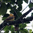 Cream-Colored Woodpecker