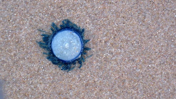 Spotting Image 1