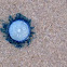Blue Button Jellyfish