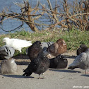 Pigeons