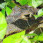 Spectacled Caiman