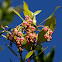 Arbutus flower
