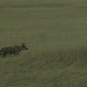 Coyote, badlands