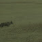 Coyote, badlands