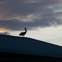 Brown Pelican