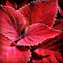Coleus