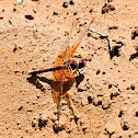 Mexican Amberwing