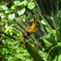 dragon fly