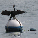 Double-crested Cormorant