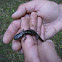 Wandering Salamander