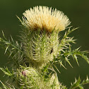 Yellow Thistle