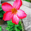 Impalla Lily, Desert Rose, Sabi Star, Mock Azalea