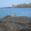 Wandering Tattler