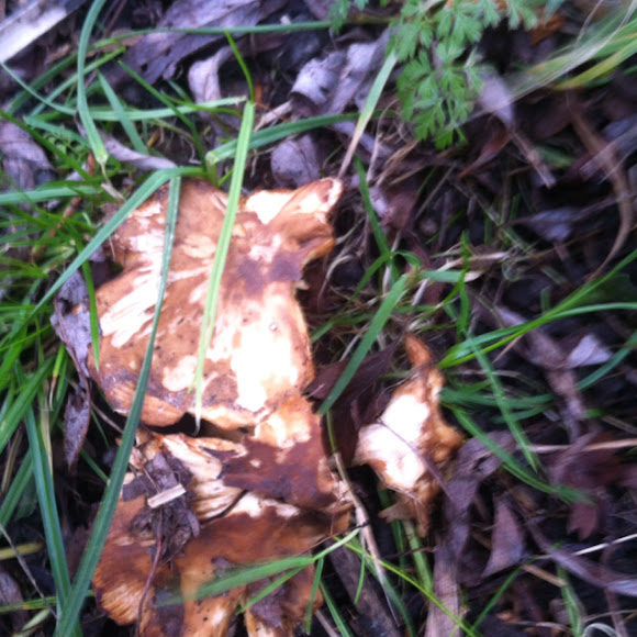 Spotting Image 1