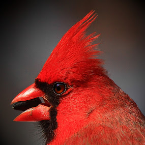 Kentucky Cardinal  by Paul Mays - Animals Birds (  )