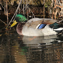 Mallard - male