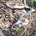 Red-bellied Black Snake