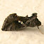 Soybean Looper Moth