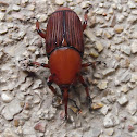 Red Palm weevil