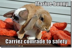 funny-pictures-marine-bunny