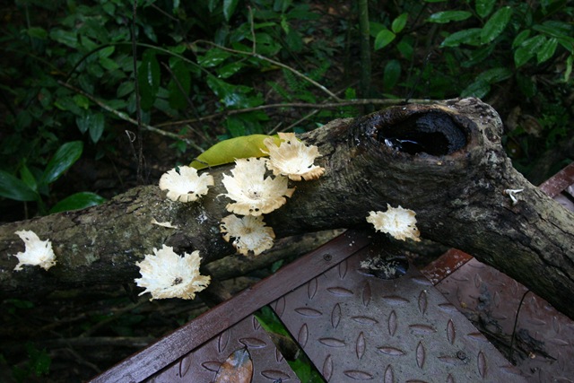 [03CanopyWalk783.jpg]