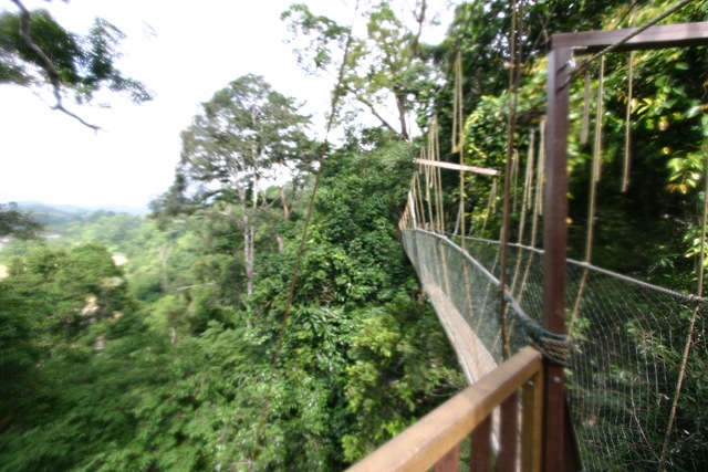 [03 Canopy Walk (138).jpg]