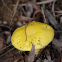 Mushroom