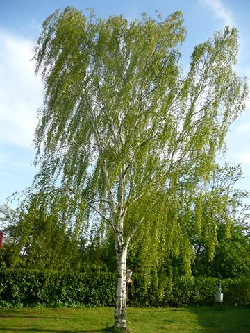 [maj trädgård sol sommar 008[4].jpg]